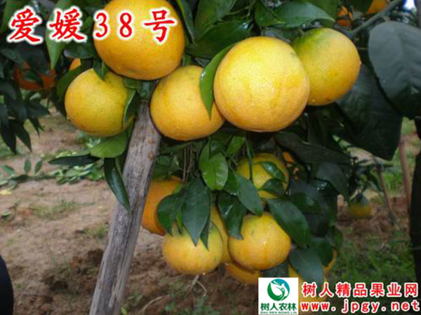 早熟蜜桔熟了 等你來撩