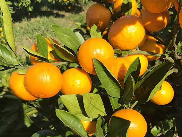 苗木的選購的注意事項