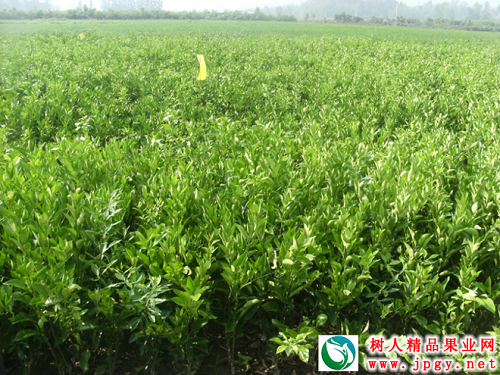 常德市樹人農(nóng)業(yè)科技開發(fā)有限公司寬皮柑橘類重點推廣品種