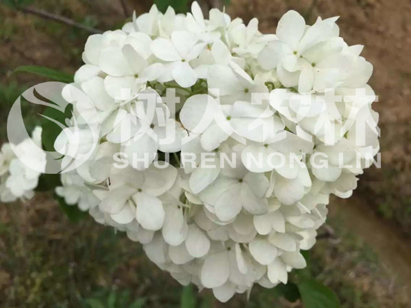 石板灘基地珍稀花卉一角