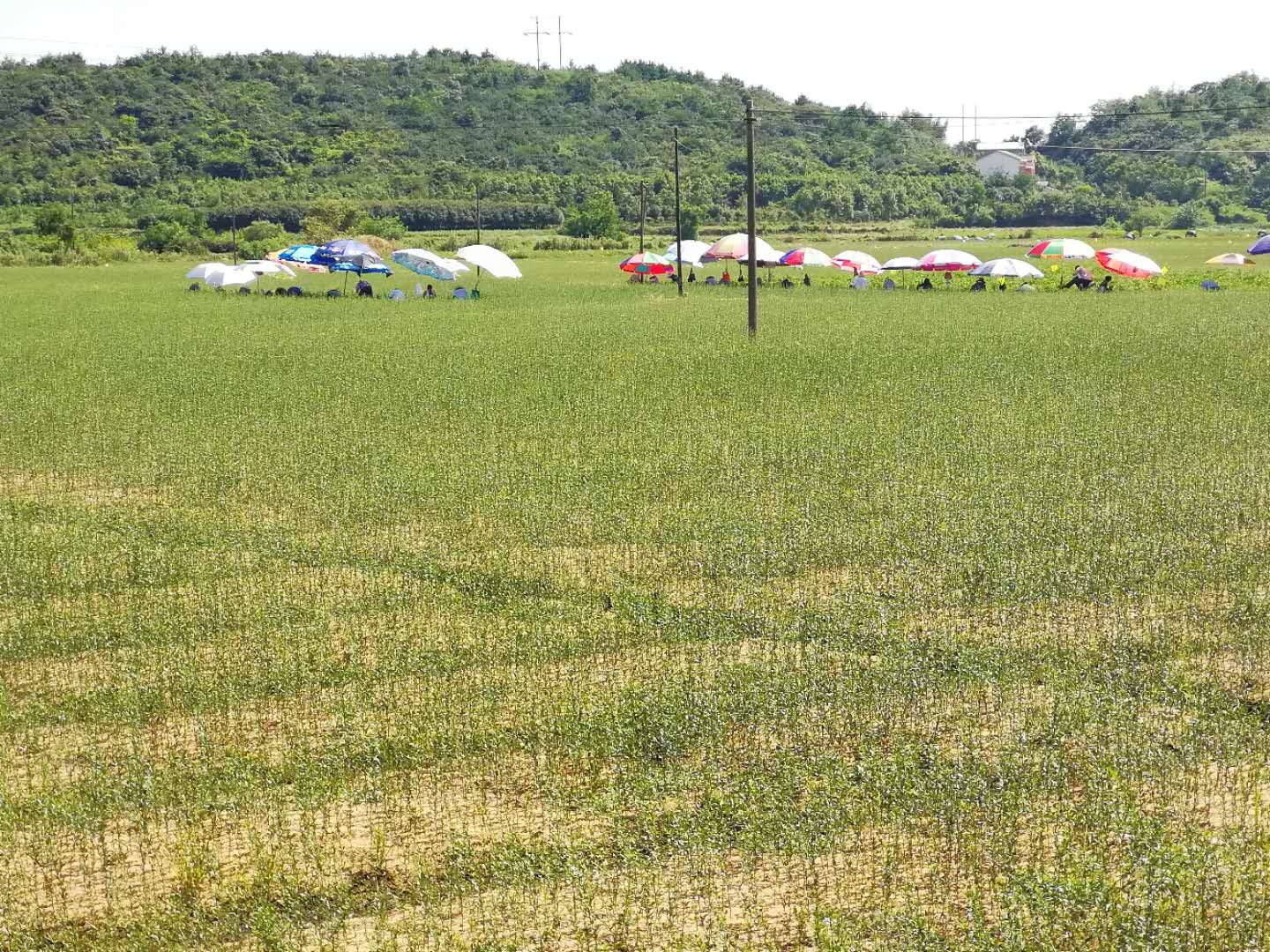 石板灘基地600多萬柑橘苗嫁接工作順利完成