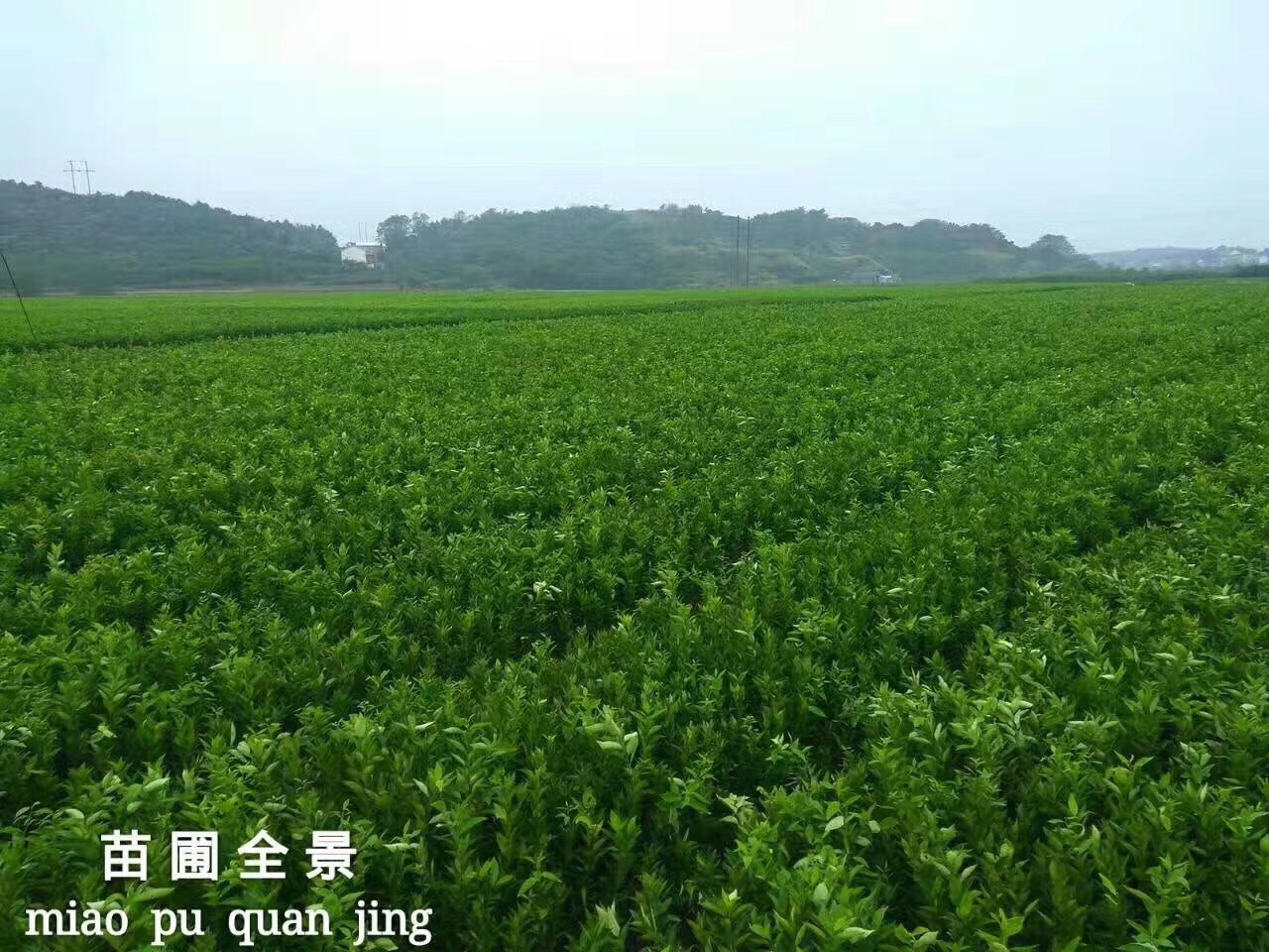 關于近期網(wǎng)絡惡意誹謗我公司的嚴正聲明