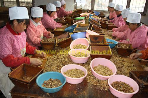 成縣核桃網(wǎng)絡(luò)熱銷 淘寶將開“甘肅館”促農(nóng)產(chǎn)品銷售