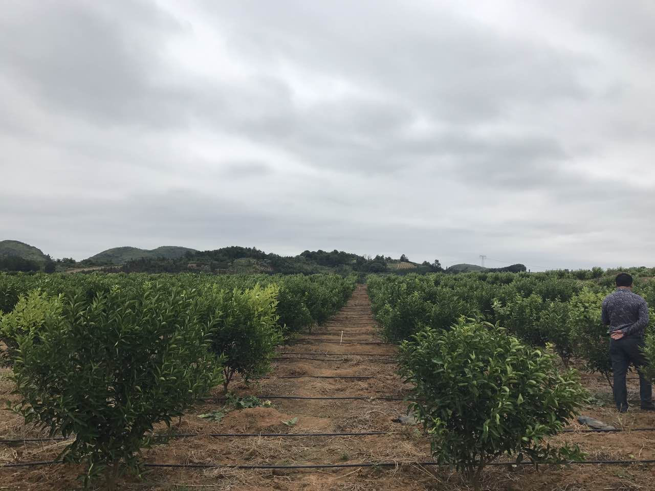 德慶柑桔樹一年搖下30億元———“德慶經(jīng)驗(yàn)”實(shí)地調(diào)查報(bào)告