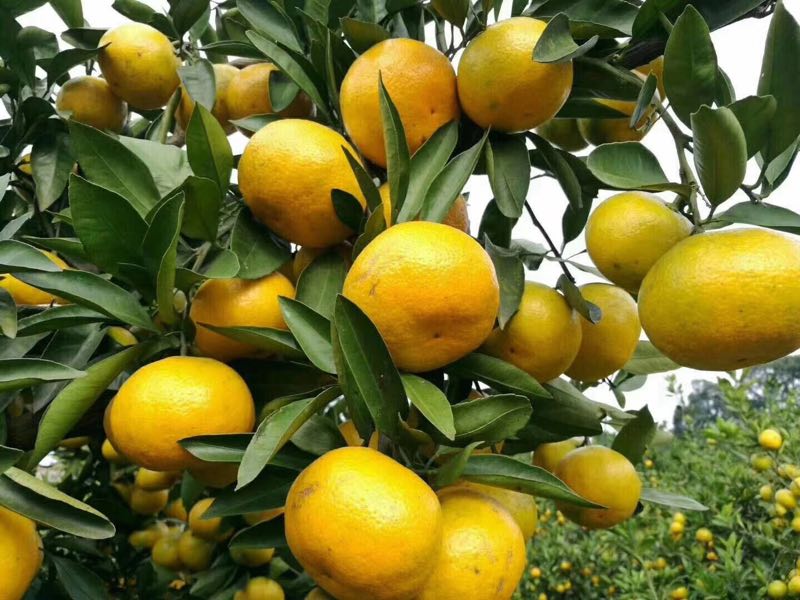 果緣何不足，品種選育是關(guān)鍵