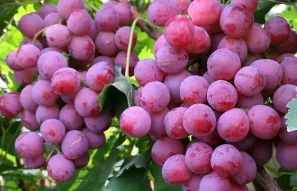 美國提子無公害病蟲的防治