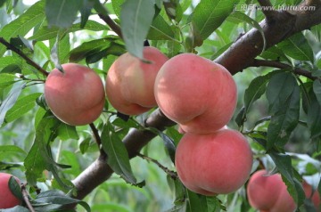 選品種定苗木,栽桃關鍵是技術