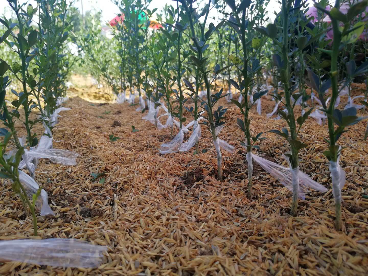 化肥換“綠肥” 全縣一年少噴農藥近70噸