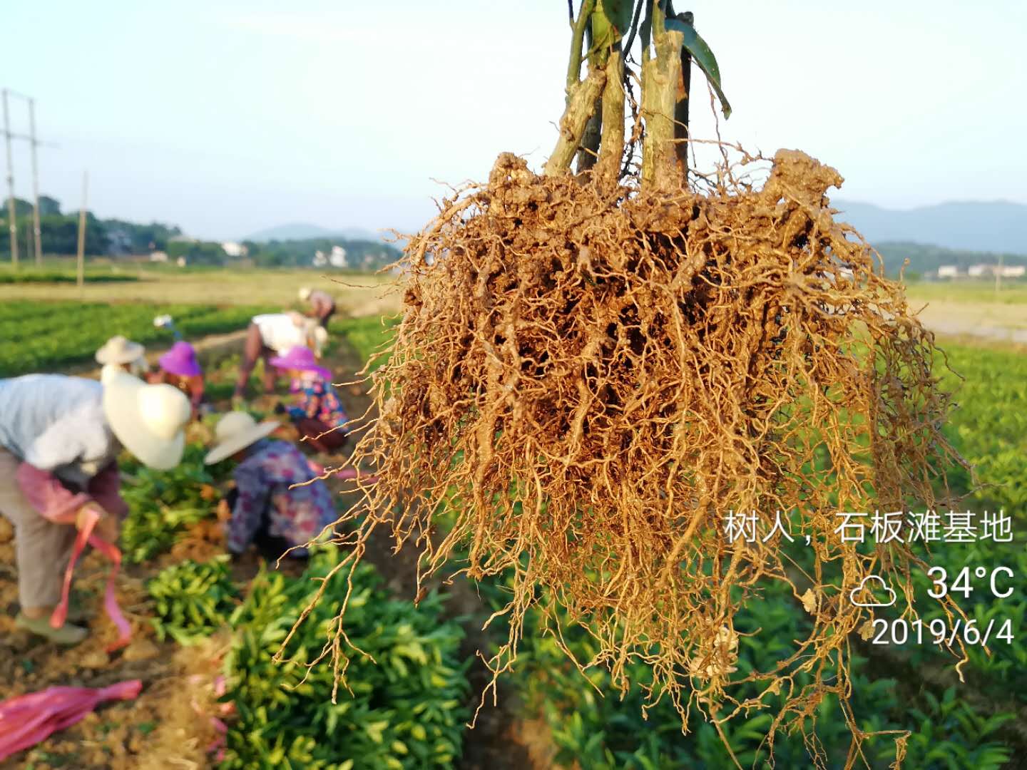 烈日炎炎，5萬株柑橘苗出貨！