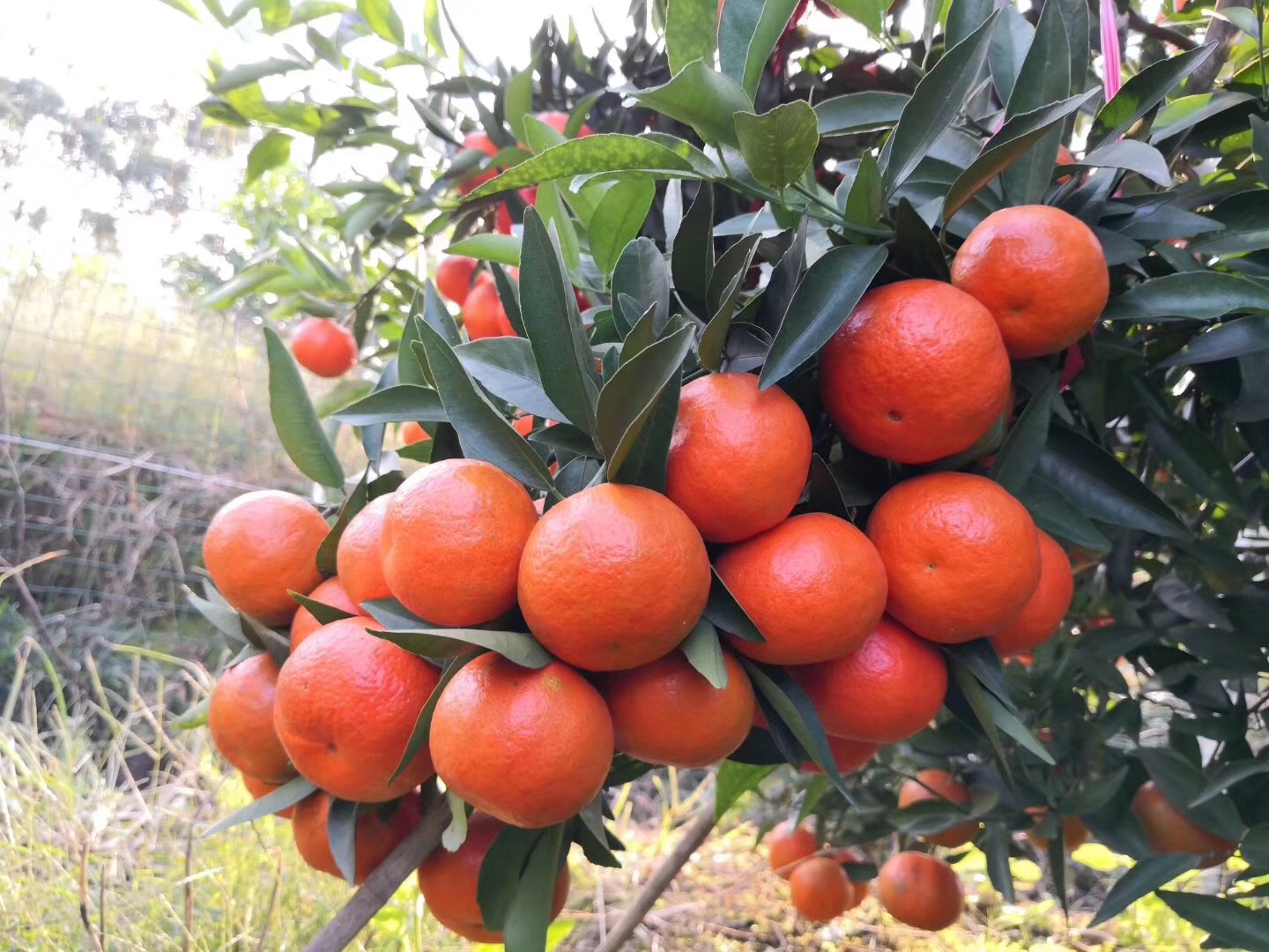 柑橘生理性病害該怎樣預(yù)防？