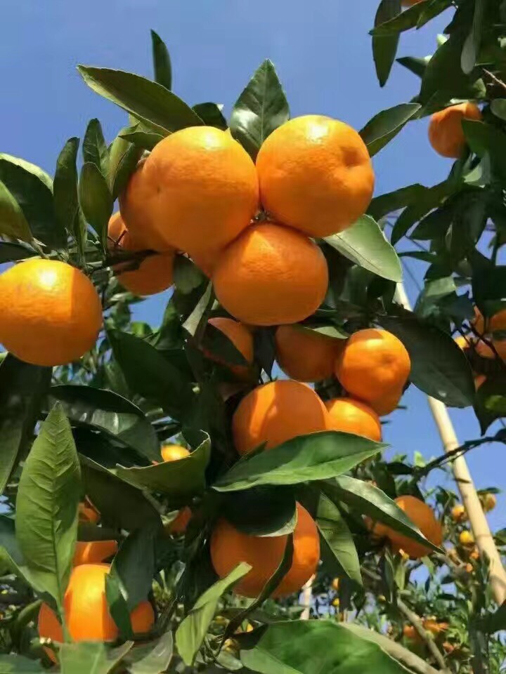 溫州蜜橘：常規品種也能種出效益