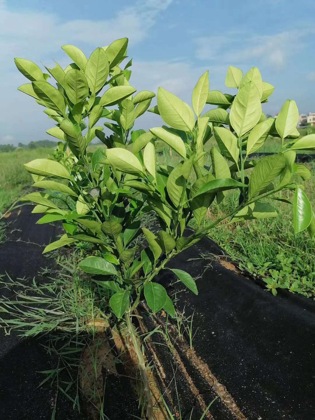 柑橘幼樹管理要點