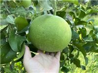 超甜水蜜柚