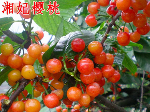 湘妃櫻桃