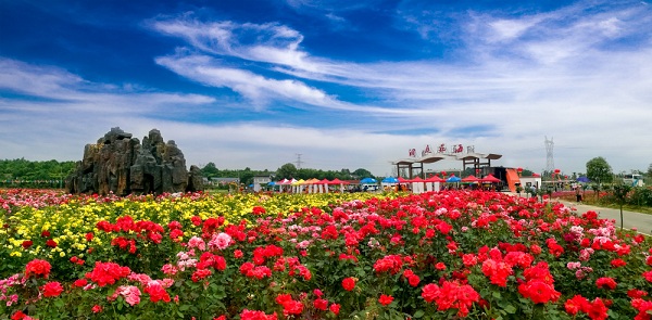 湖南樹人農林科技有限公司,湖南柑橘品種銷售,中國果樹網,常綠果樹類哪里好 湖南樹人農林科技有限公司,湖南柑橘品種銷售,中國果樹網,常綠果樹類哪里好