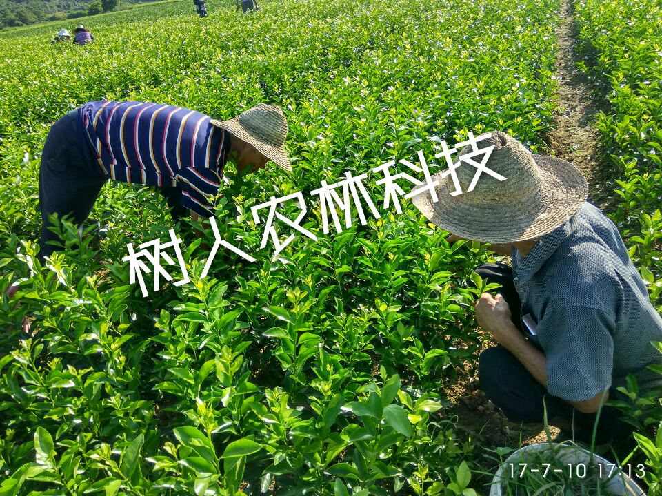 湖南樹人農林科技有限公司,湖南柑橘品種銷售,中國果樹網,常綠果樹類哪里好