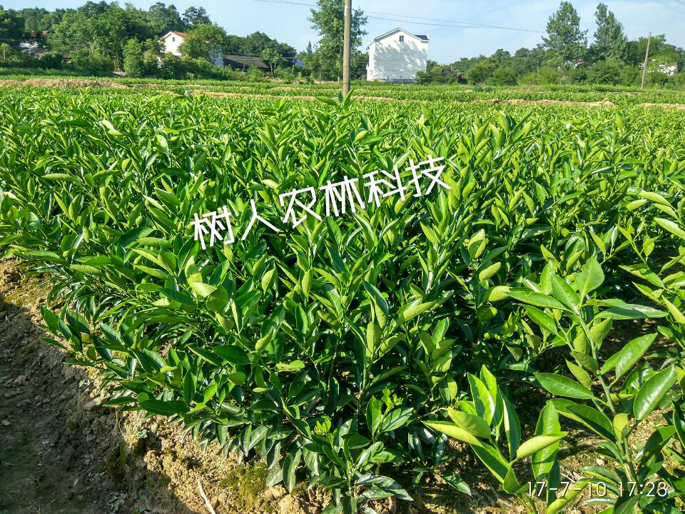 湖南樹人農林科技有限公司,湖南柑橘品種銷售,中國果樹網,常綠果樹類哪里好