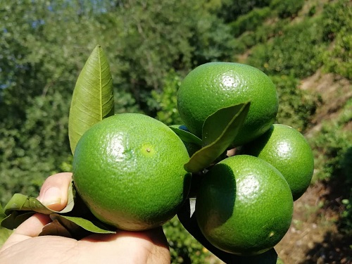 彩色油菜花的研究與開發(fā)推廣