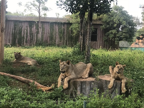 彩色油菜花的研究與開發推廣