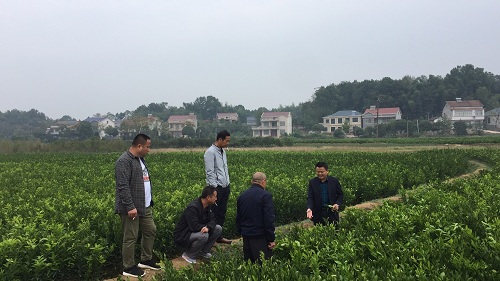 彩色油菜花的研究與開發推廣