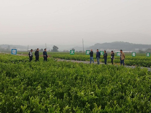 彩色油菜花的研究與開發推廣