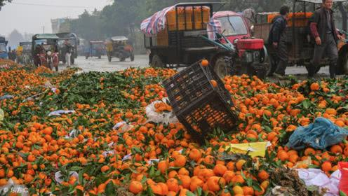 湖南樹人農林科技有限公司,湖南柑橘品種銷售,中國果樹網,常綠果樹類哪里好