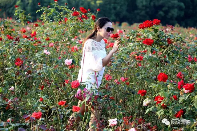 湖南樹人農(nóng)林科技有限公司,湖南柑橘品種銷售,中國果樹網(wǎng),常綠果樹類哪里好