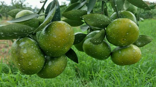 湖南樹人農(nóng)林科技有限公司,湖南柑橘品種銷售,中國果樹網(wǎng),常綠果樹類哪里好