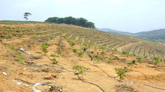 湖南樹人農(nóng)林科技有限公司,湖南柑橘品種銷售,中國果樹網(wǎng),常綠果樹類哪里好