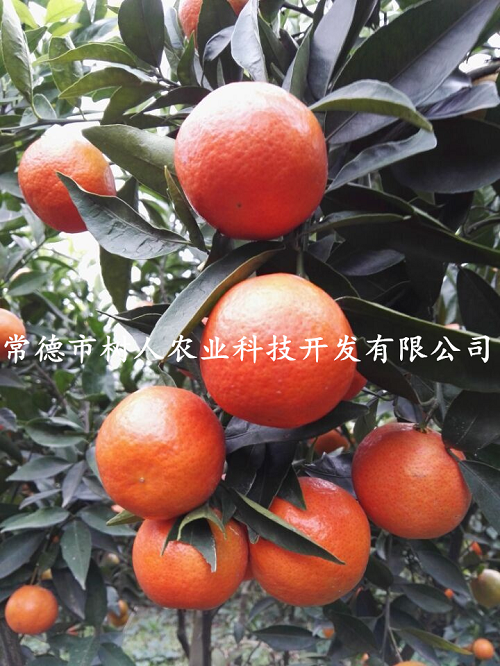 湖南樹人農(nóng)林科技有限公司,湖南柑橘品種銷售,中國果樹網(wǎng),常綠果樹類哪里好