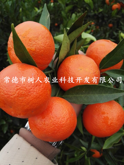 湖南樹人農(nóng)林科技有限公司,湖南柑橘品種銷售,中國果樹網(wǎng),常綠果樹類哪里好