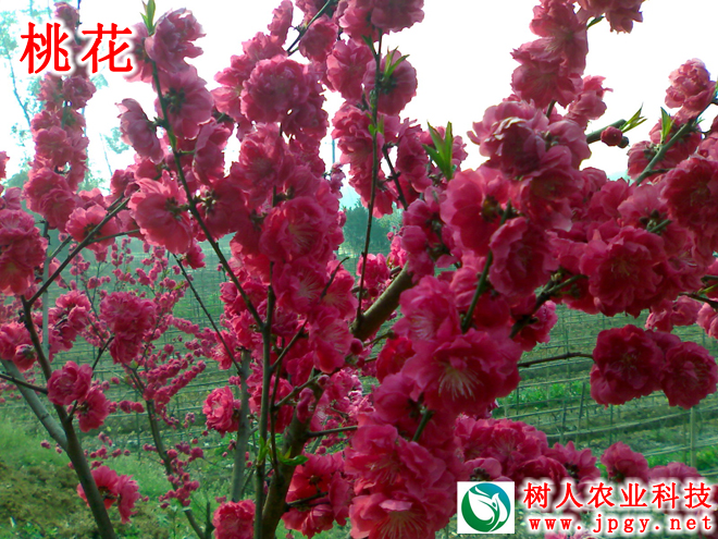 湖南樹人農林科技有限公司,湖南柑橘品種銷售,中國果樹網,常綠果樹類哪里好