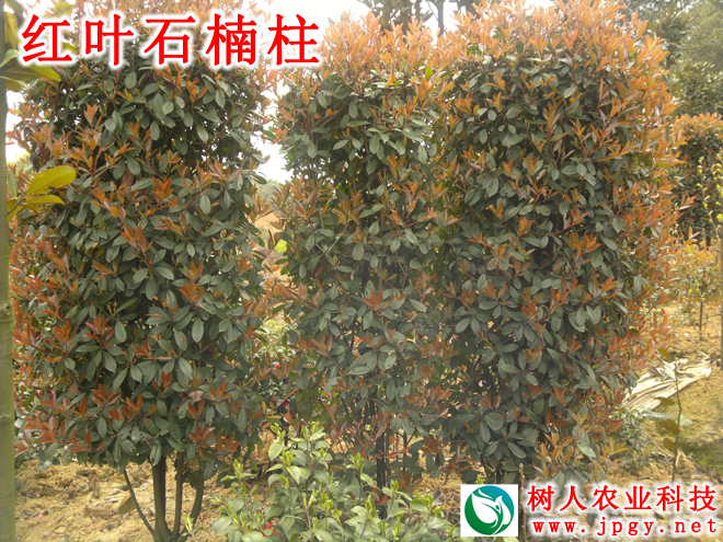 湖南樹人農林科技有限公司,湖南柑橘品種銷售,中國果樹網,常綠果樹類哪里好