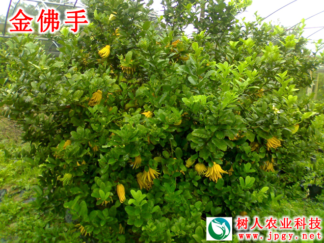 湖南樹人農林科技有限公司,湖南柑橘品種銷售,中國果樹網,常綠果樹類哪里好