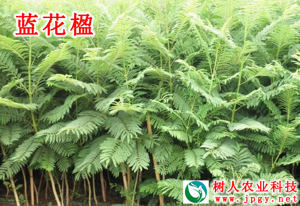 湖南樹人農林科技有限公司,湖南柑橘品種銷售,中國果樹網,常綠果樹類哪里好