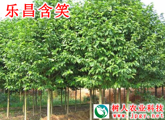 湖南樹(shù)人農(nóng)林科技有限公司,湖南柑橘品種銷(xiāo)售,中國(guó)果樹(shù)網(wǎng),常綠果樹(shù)類(lèi)哪里好