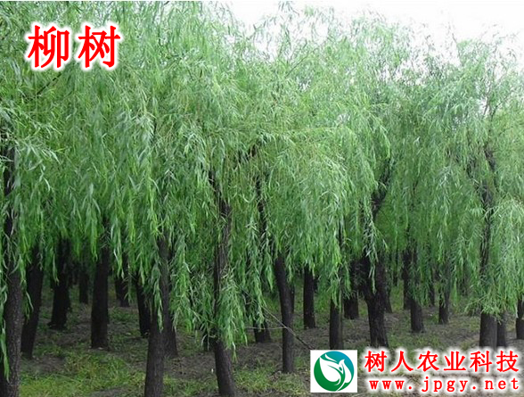 湖南樹人農林科技有限公司,湖南柑橘品種銷售,中國果樹網,常綠果樹類哪里好