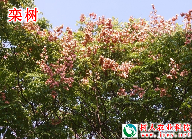 湖南樹人農(nóng)林科技有限公司,湖南柑橘品種銷售,中國(guó)果樹網(wǎng),常綠果樹類哪里好