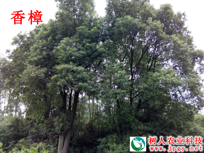 湖南樹人農(nóng)林科技有限公司,湖南柑橘品種銷售,中國果樹網(wǎng),常綠果樹類哪里好