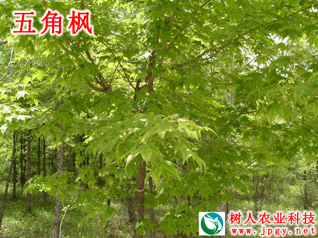 湖南樹(shù)人農(nóng)林科技有限公司,湖南柑橘品種銷(xiāo)售,中國(guó)果樹(shù)網(wǎng),常綠果樹(shù)類(lèi)哪里好