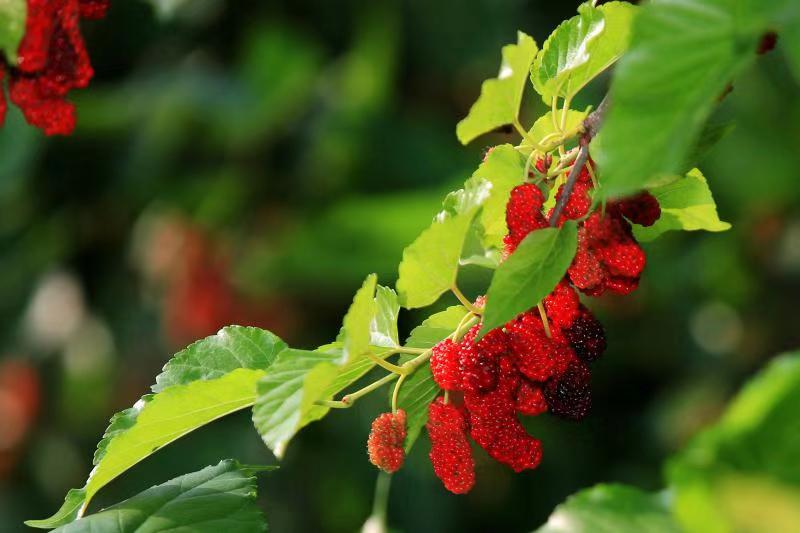 湖南樹人農(nóng)林科技有限公司,湖南柑橘品種銷售,中國果樹網(wǎng),常綠果樹類哪里好