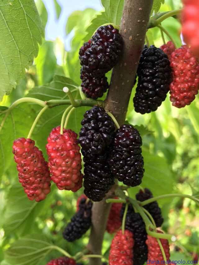 湖南樹人農(nóng)林科技有限公司,湖南柑橘品種銷售,中國果樹網(wǎng),常綠果樹類哪里好