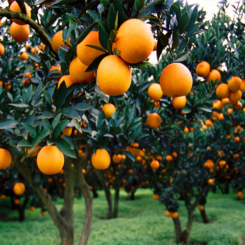 特種栽培技術(shù)