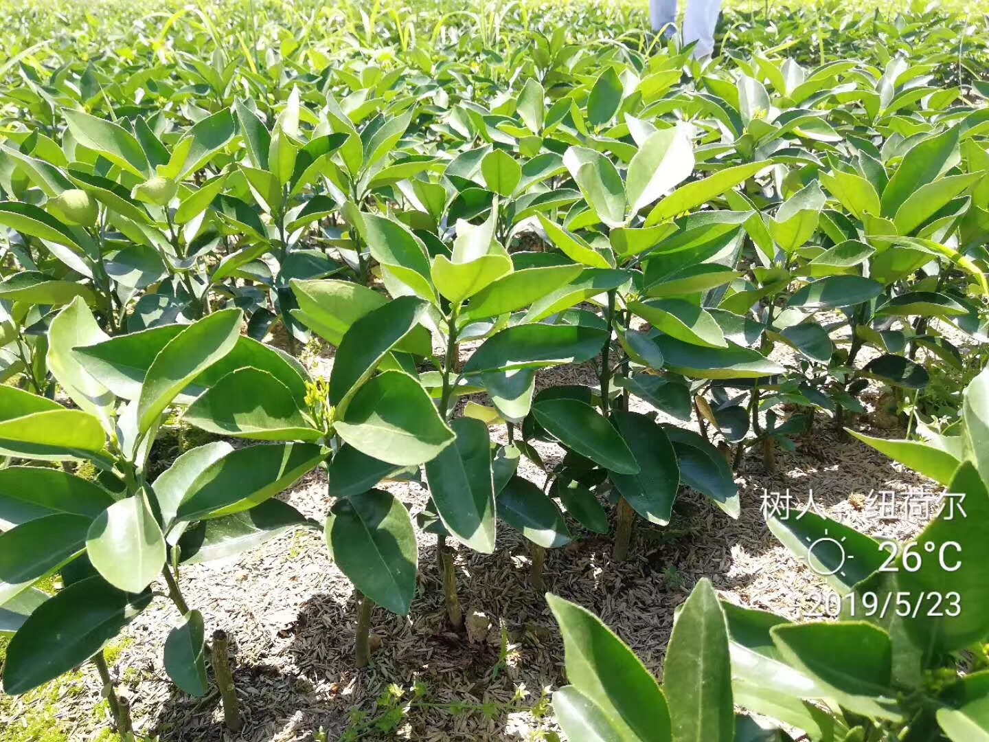 湖南樹人農林科技有限公司,湖南柑橘品種銷售,中國果樹網,常綠果樹類哪里好