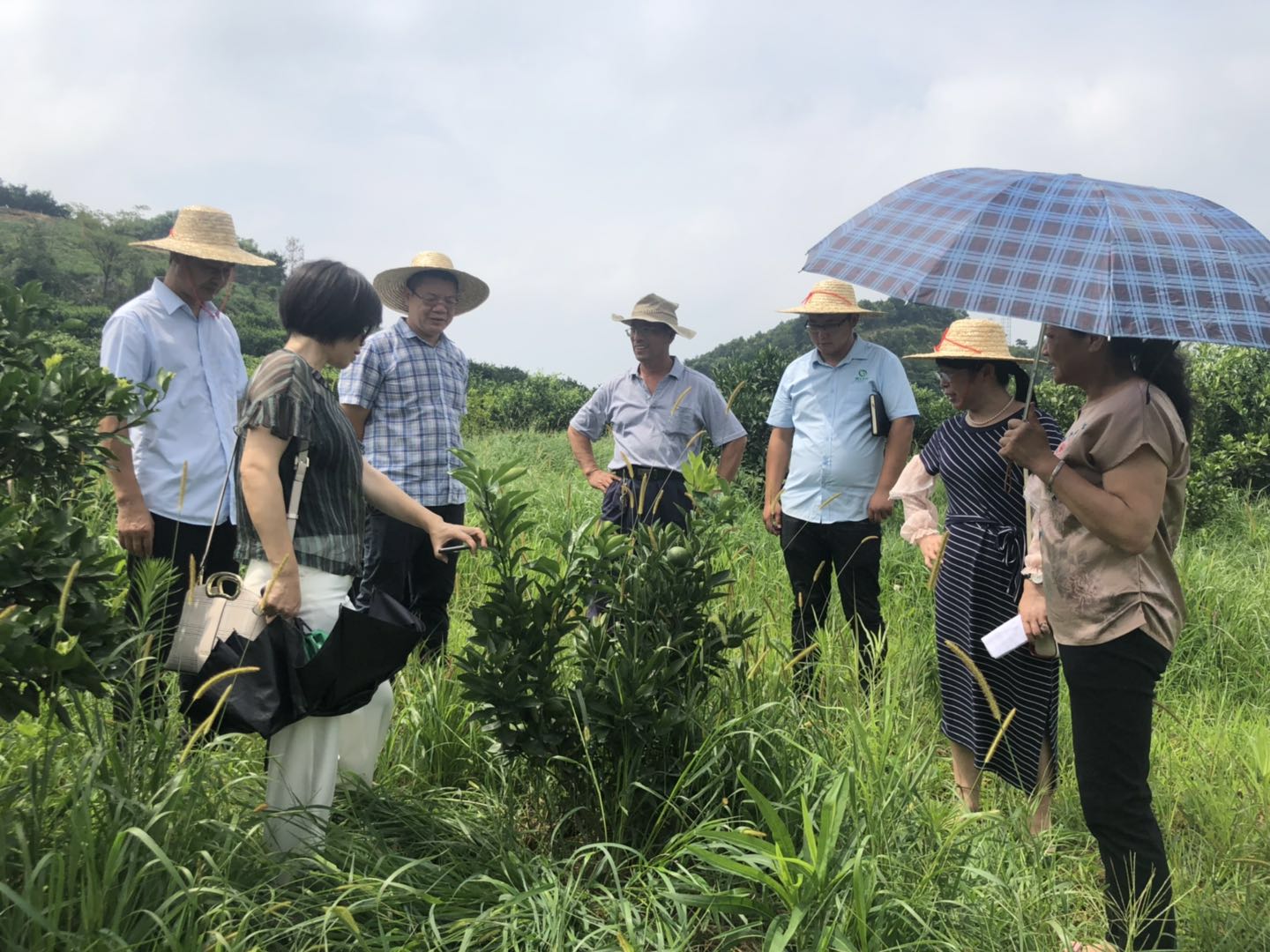 湖南樹人農(nóng)林科技有限公司,湖南柑橘品種銷售,中國果樹網(wǎng),常綠果樹類哪里好