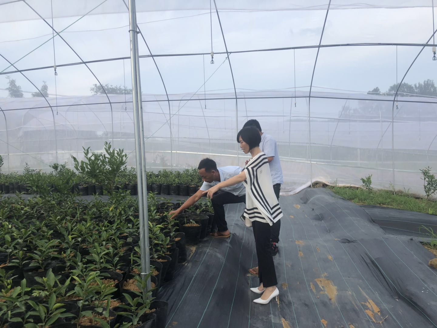 湖南樹人農(nóng)林科技有限公司,湖南柑橘品種銷售,中國果樹網(wǎng),常綠果樹類哪里好