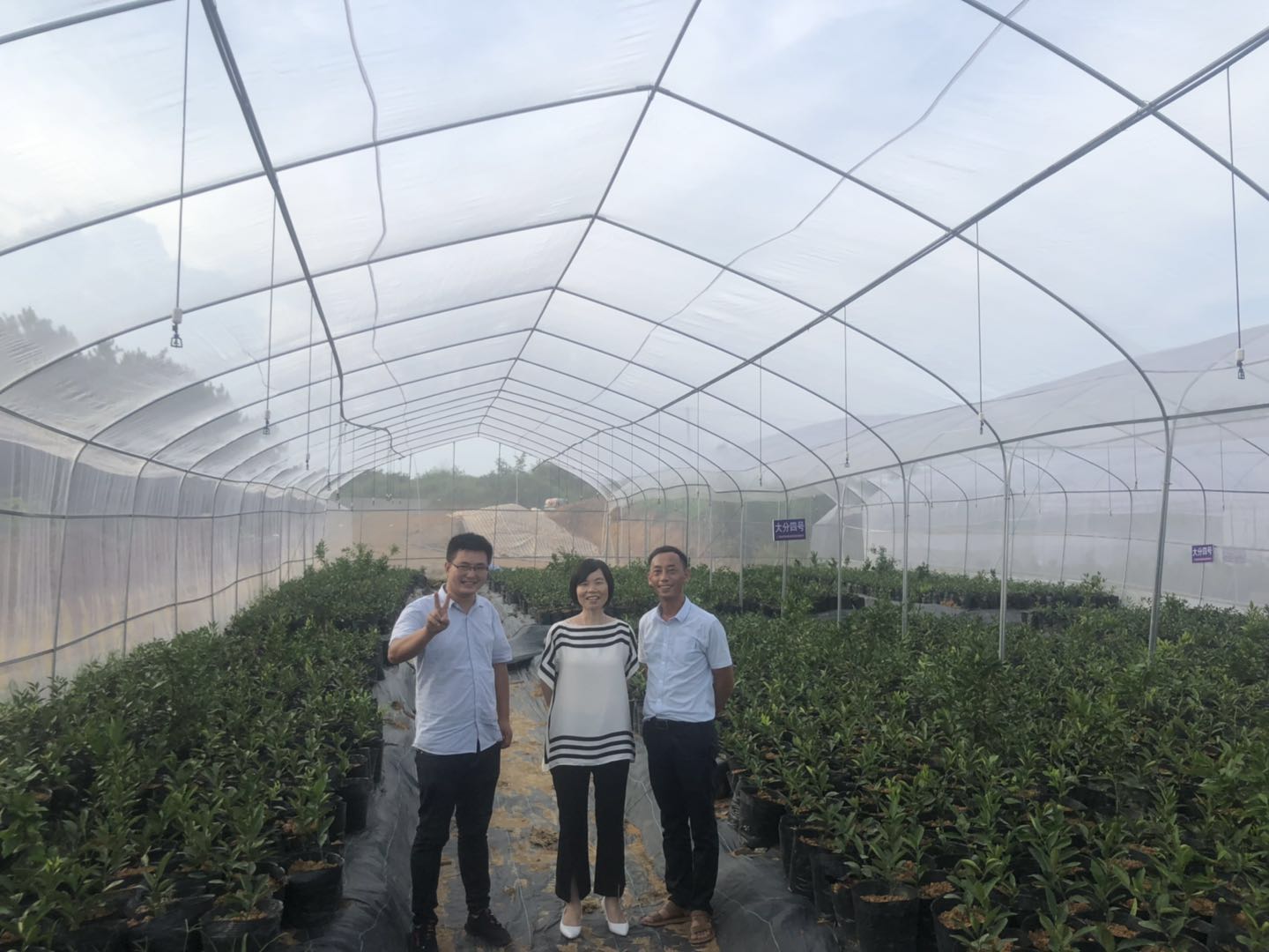 湖南樹人農(nóng)林科技有限公司,湖南柑橘品種銷售,中國果樹網(wǎng),常綠果樹類哪里好