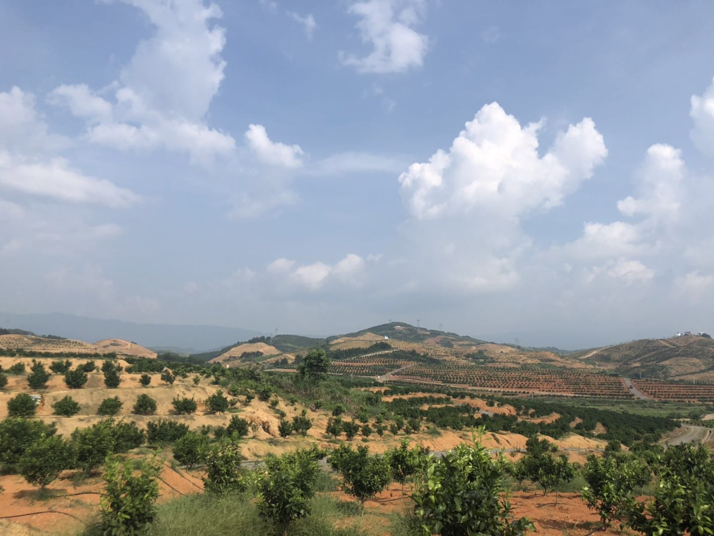 湖南樹人農(nóng)林科技有限公司,湖南柑橘品種銷售,中國果樹網(wǎng),常綠果樹類哪里好