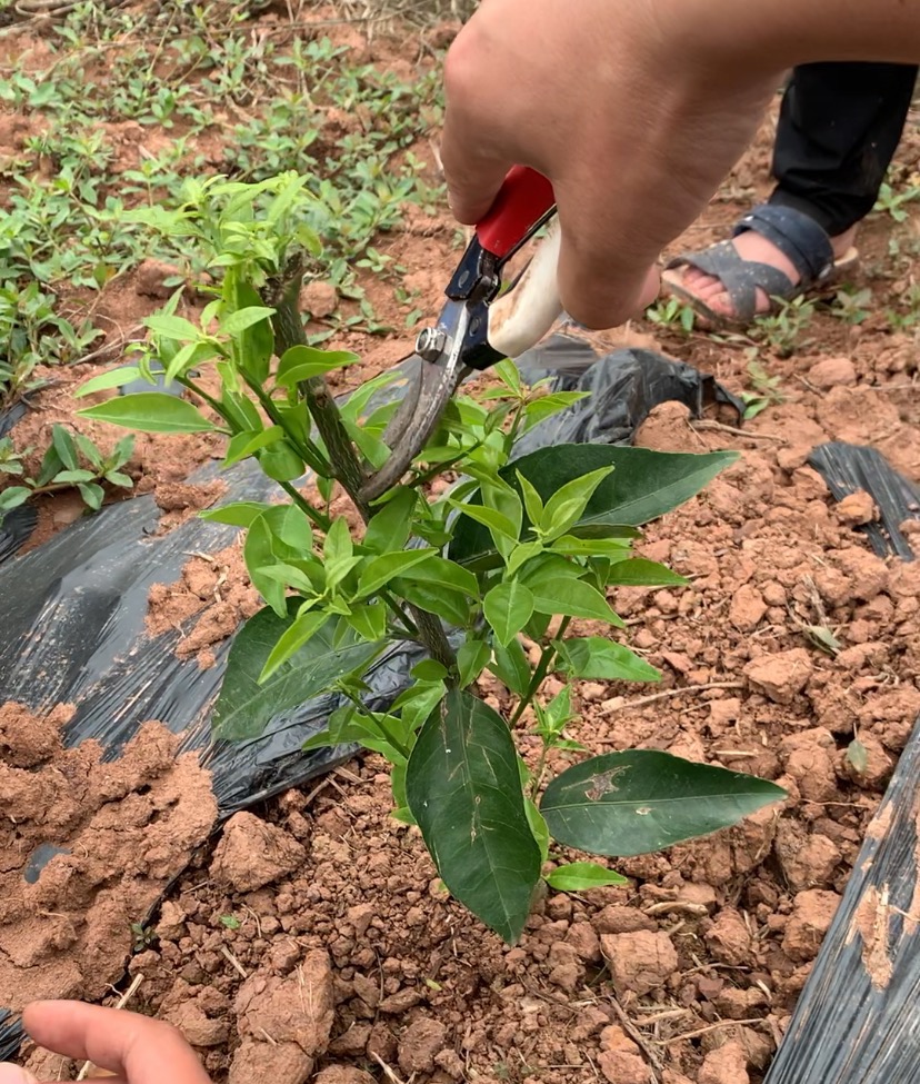 湖南樹(shù)人農(nóng)林科技有限公司,湖南柑橘品種銷(xiāo)售,中國(guó)果樹(shù)網(wǎng),常綠果樹(shù)類(lèi)哪里好