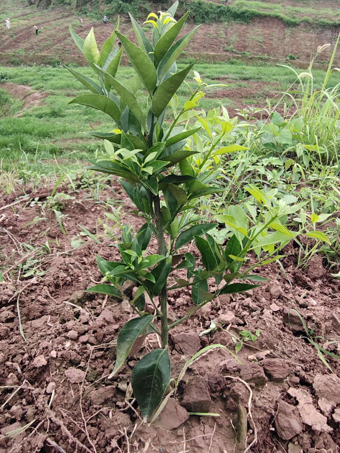 湖南樹(shù)人農(nóng)林科技有限公司,湖南柑橘品種銷(xiāo)售,中國(guó)果樹(shù)網(wǎng),常綠果樹(shù)類(lèi)哪里好